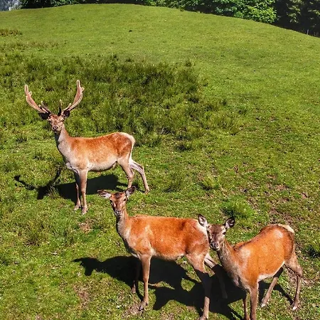Berghof Haselsberger Appartements Sankt Johann in Tirol Exteriér fotografie
