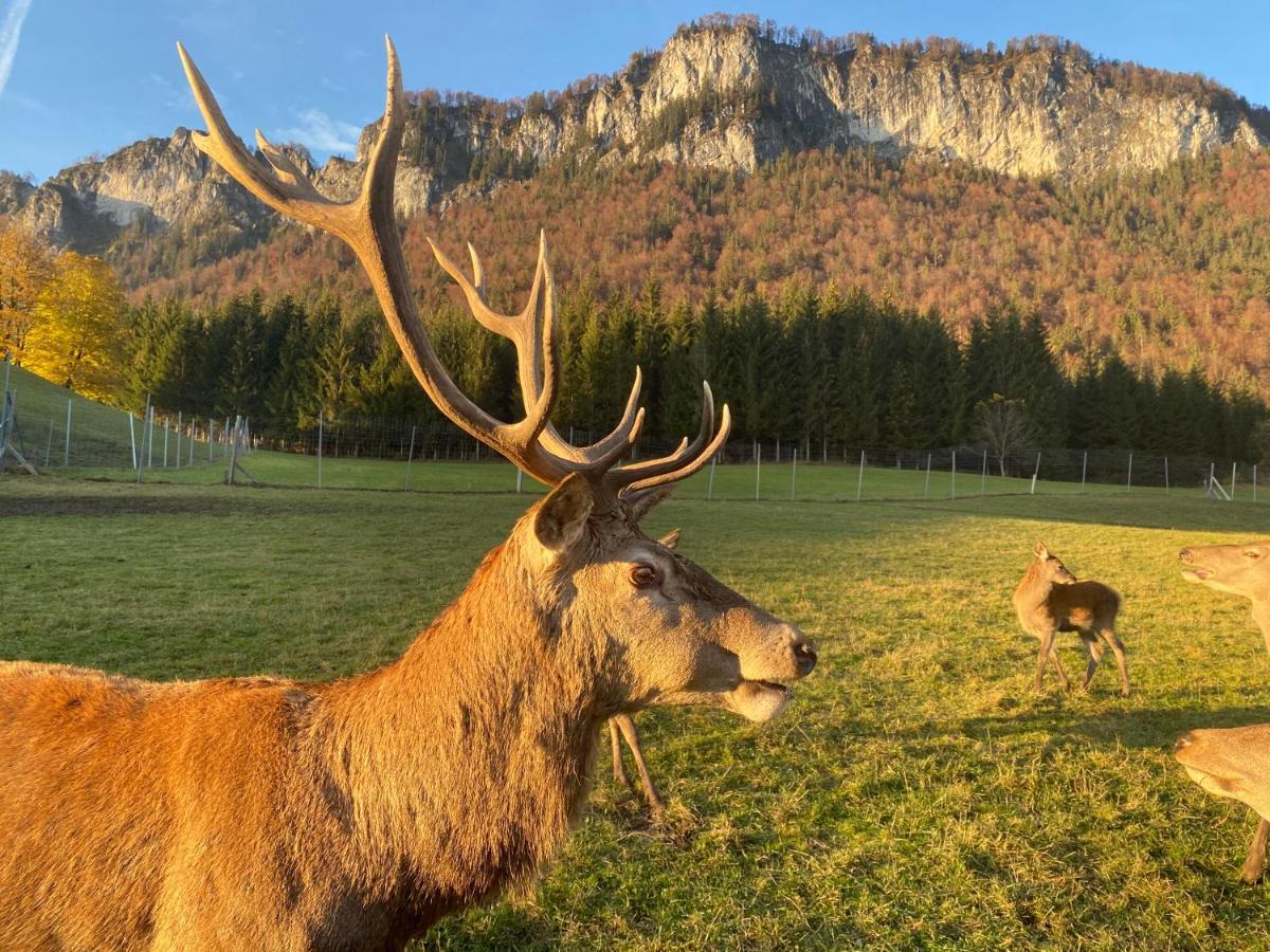 Berghof Haselsberger Apartment Sankt Johann in Tirol