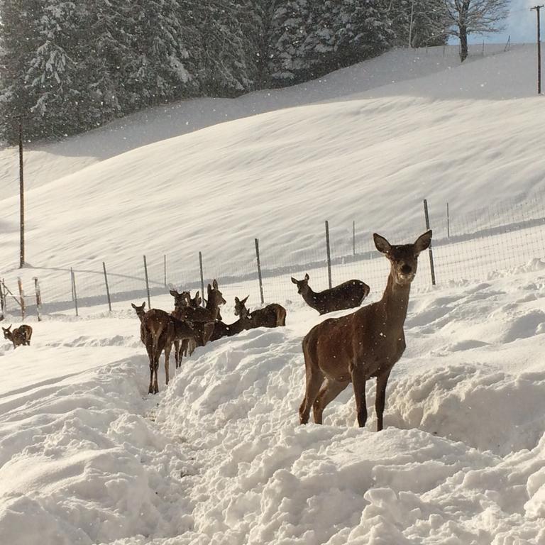 Apartment Berghof Haselsberger Sankt Johann in Tirol