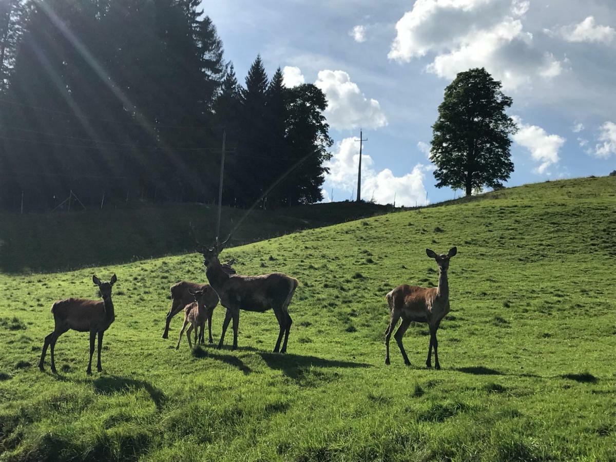 Berghof Haselsberger Apartment Sankt Johann in Tirol