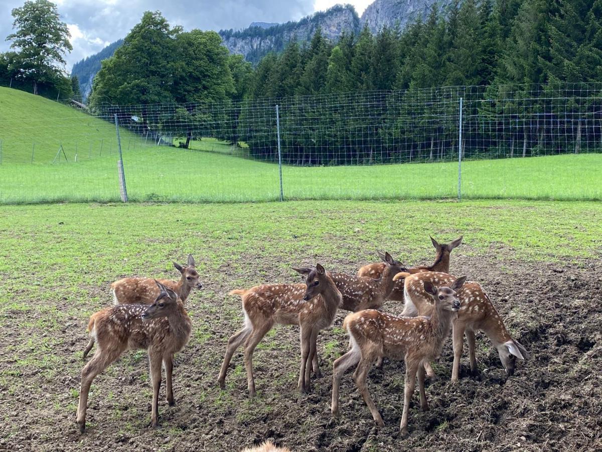 Berghof Haselsberger * St. Johann in Tirol